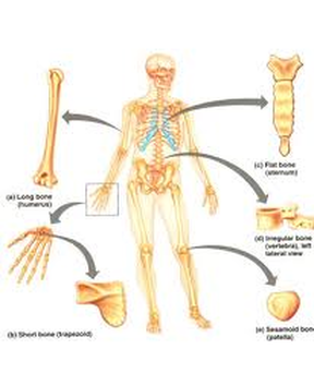 Anatomy - johnathanmorehead.skeletalsystem.com